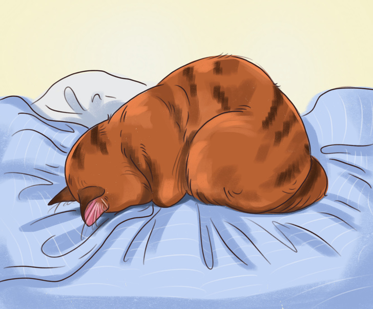 Что поза сна может рассказать о вашей кошке?