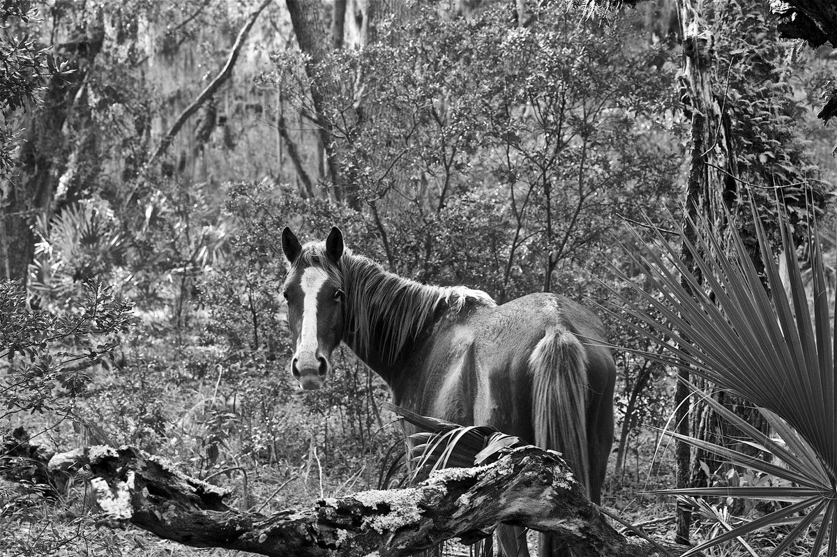 Дикие лошади острова Камберленд на снимках Анук Кранц
