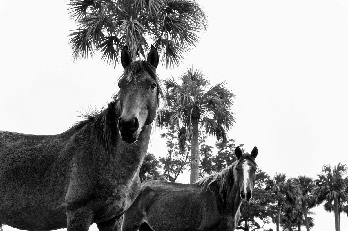 Wild horse islands the hunt. Дикие лошади Камберленд. Лошадиный остров. Wild Horse Islands лошади. Табуны лошадей в дикой природе.