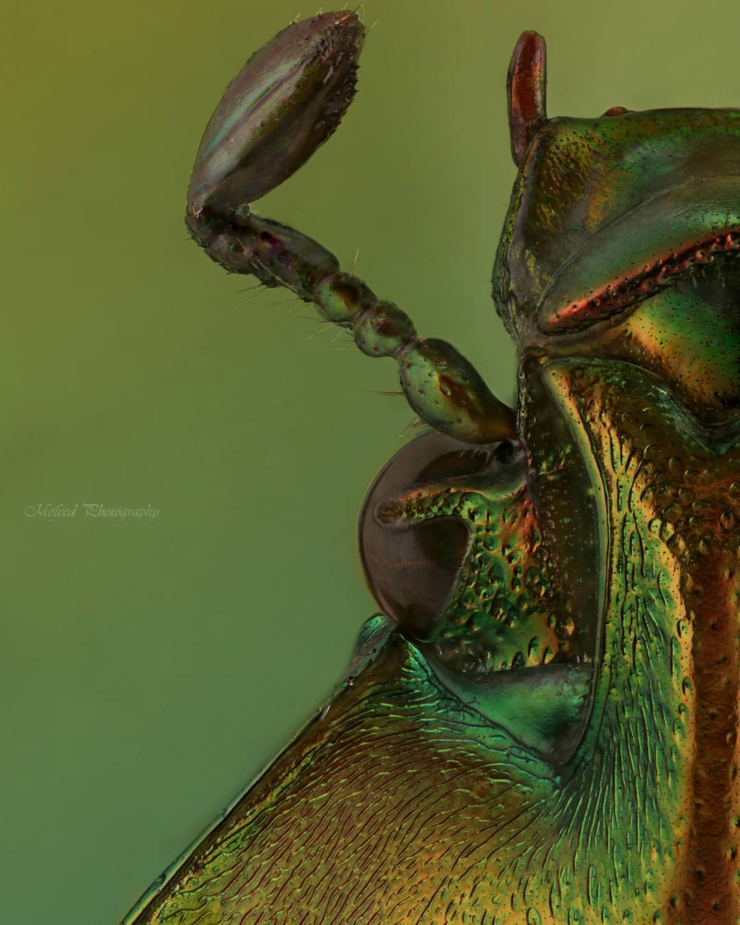 Впечатляющие макроснимки насекомых от Мофида Абу Шалвы