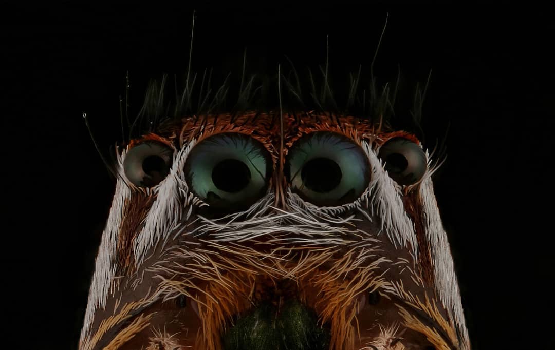 Впечатляющие макроснимки насекомых от Мофида Абу Шалвы