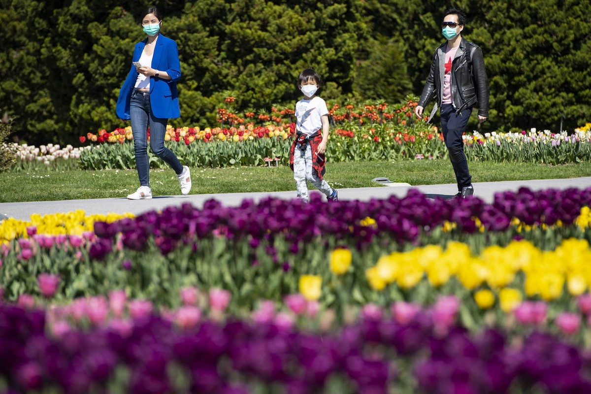 Фестивали цветущих тюльпанов в Нидерландах и Швейцарии