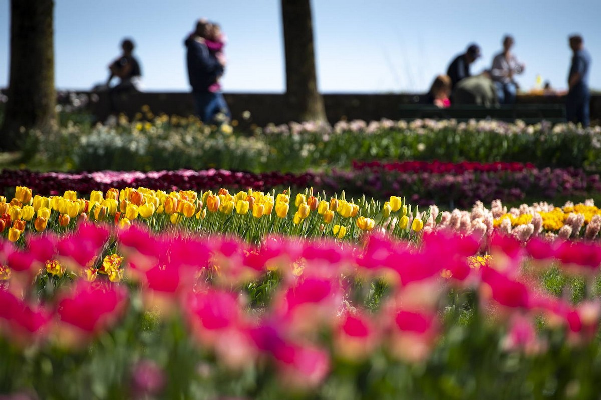 Фестивали цветущих тюльпанов в Нидерландах и Швейцарии