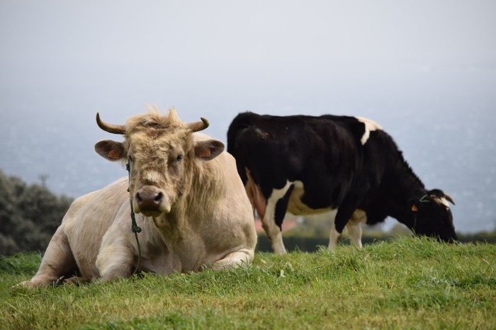 Почему мясо коровы называется говядиной