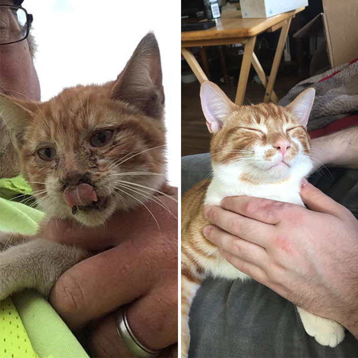 Котики на снимках до и после того, как они обрели тёплый дом