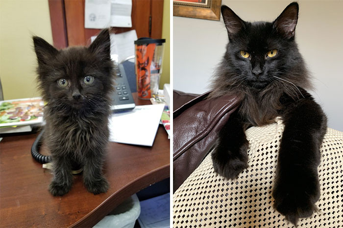 Котики на снимках до и после того, как они обрели тёплый дом