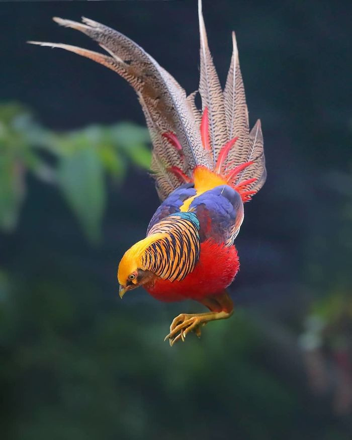 Прекрасные и уникальные птицы, которые поразят вас своей красотой