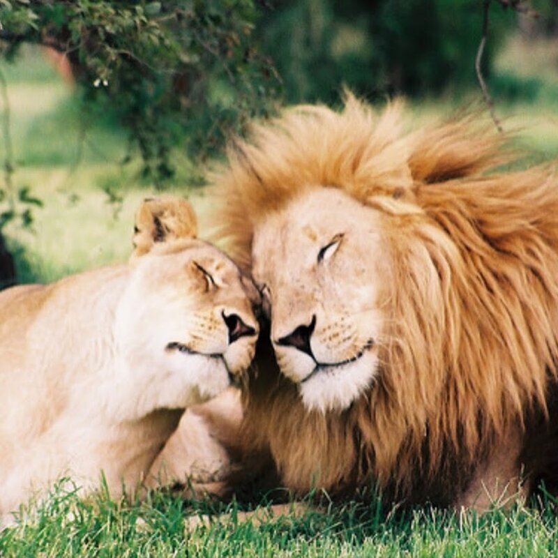 Милые снимки любви и нежности диких животных