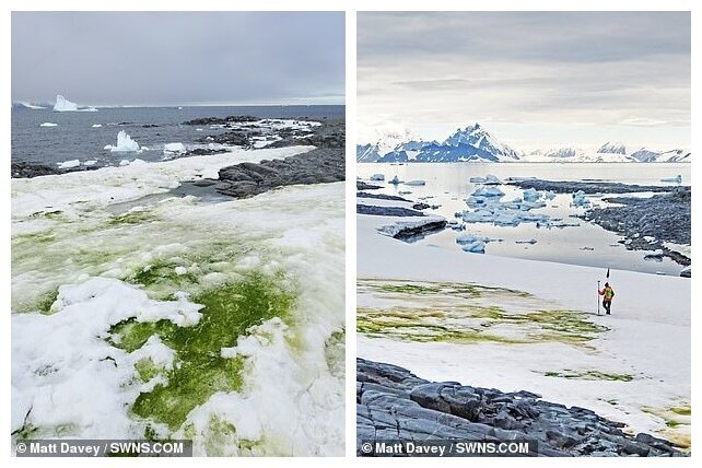 Антарктида начала стремительно зеленеть