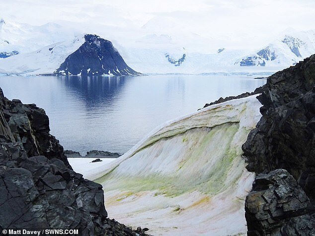 Антарктида начала стремительно зеленеть
