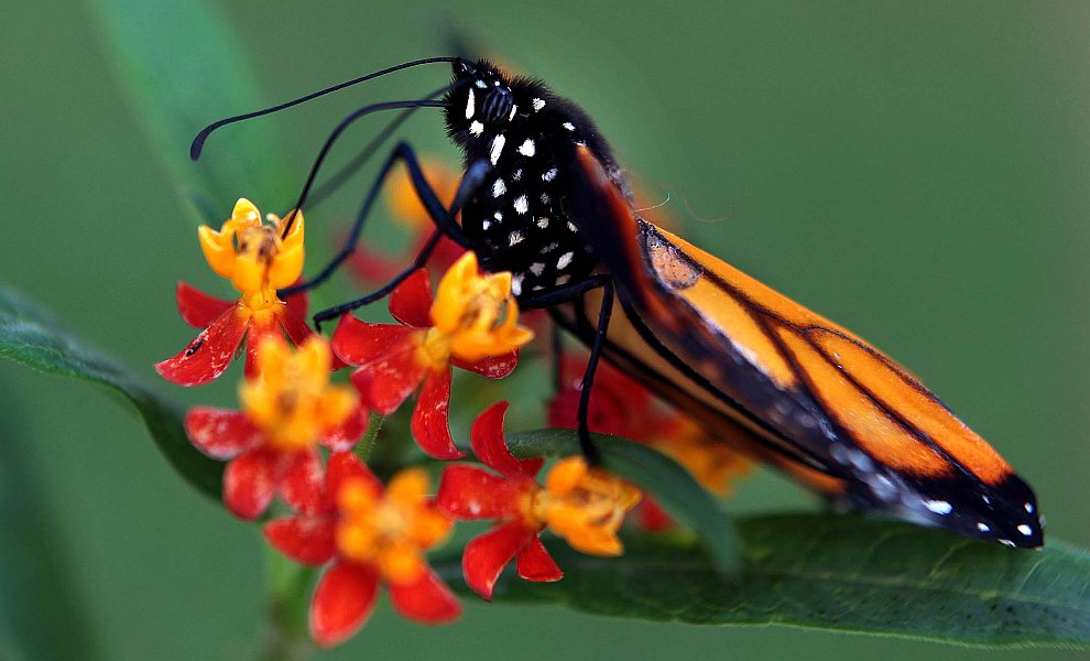 Рождение бабочки монарха в объективе