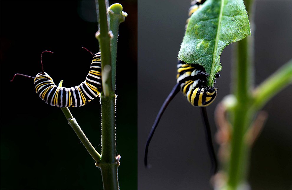 Рождение бабочки монарха в объективе