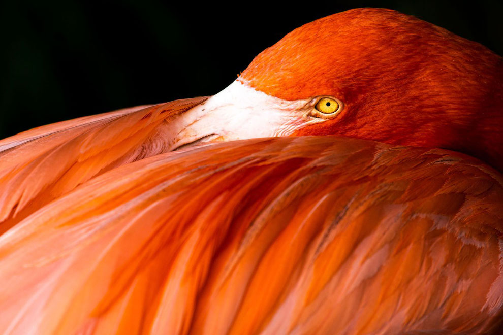 Мозаика flamingo. Лебедь из цемента для сада. Фламинго 19. Фламинго 19. Фламинго 19.