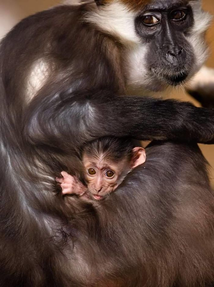 Любовь и привязанность между матерями и их детьми мире животных