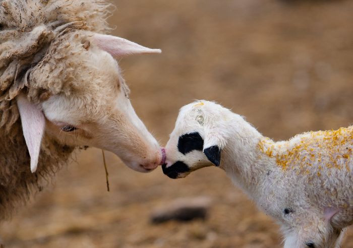 Любовь и привязанность между матерями и их детьми мире животных