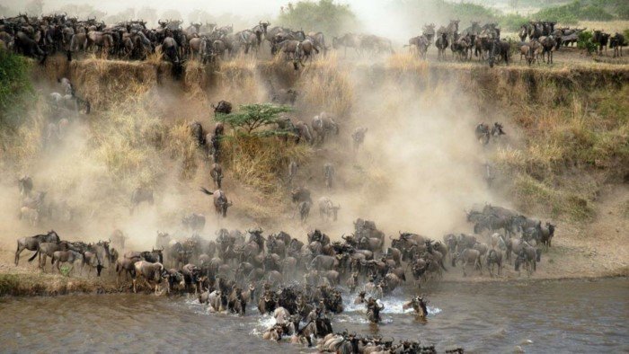 Почему антилопы устраивают каждый год давку на переправе?