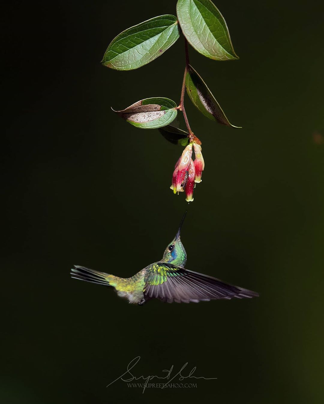 Дикие птицы на снимках Суприта Саху