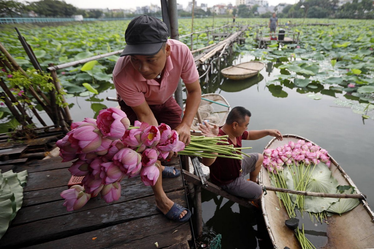 Ежегодный сбор цветов лотоса во Вьетнаме
