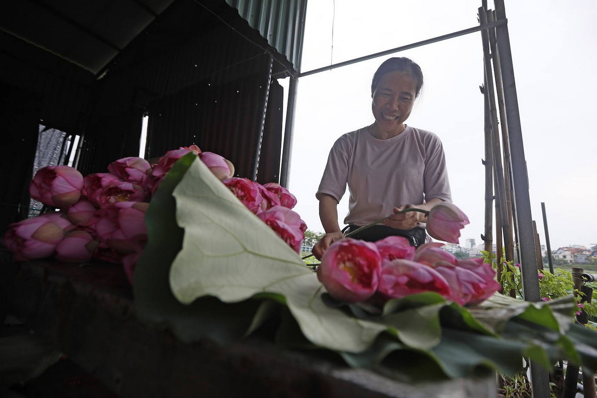 Ежегодный сбор цветов лотоса во Вьетнаме