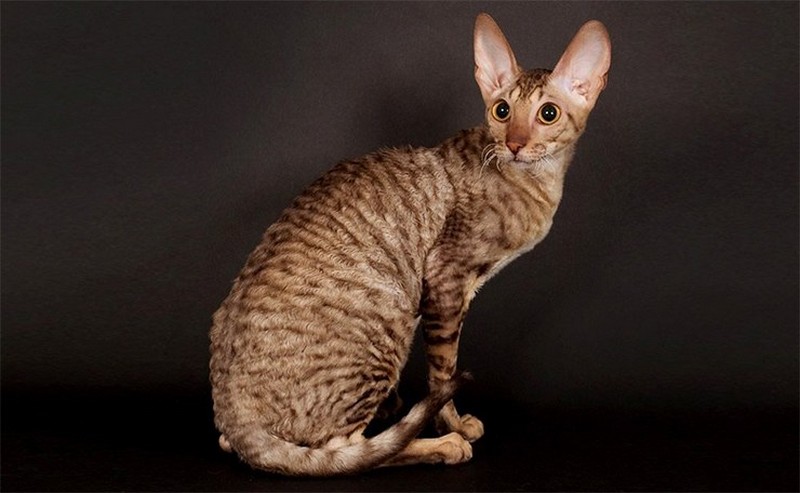Самые необычные породы кошек в мире