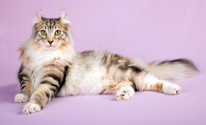 Самые необычные породы кошек в мире