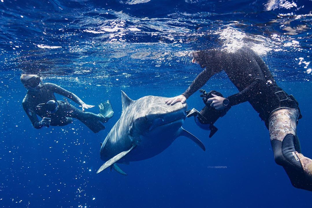 Девушка плавает с дельфинами, китами, акулами и скатами