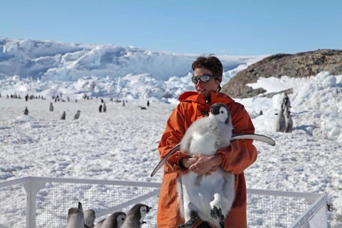 Пингвины не живут на Северном полюсе? Или живут?