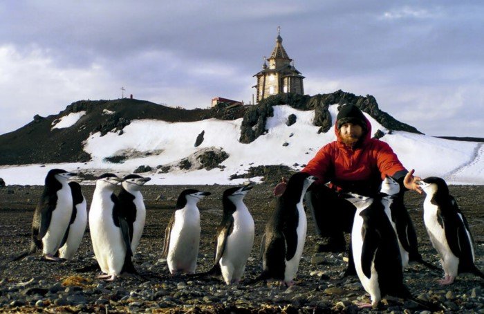 Пингвины не живут на Северном полюсе? Или живут?