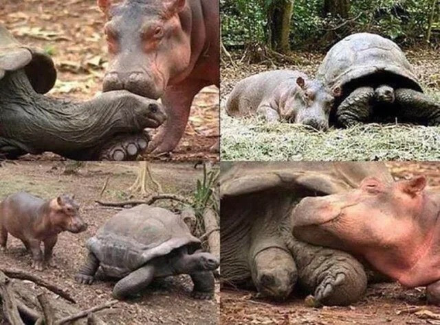 Необычная дружба между животными разных видов