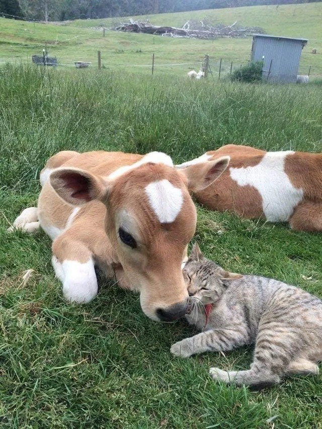 Необычная дружба между животными разных видов