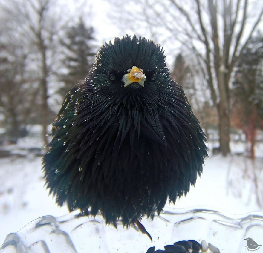 Кормушка с камерой позволяет делать невероятные снимки птиц и животных