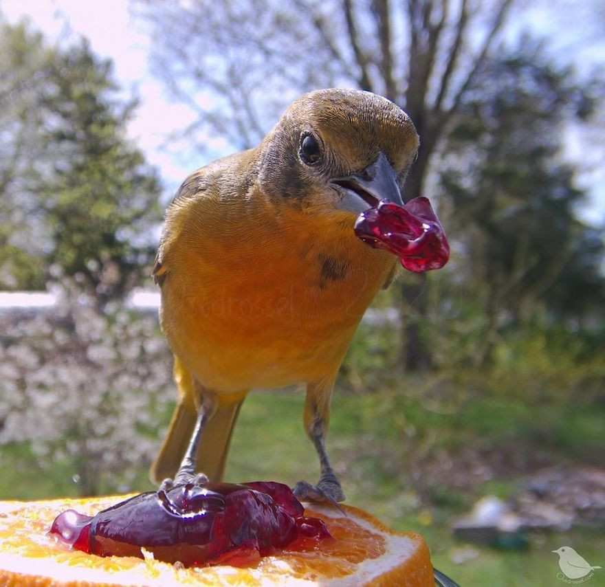 Кормушка с камерой позволяет делать невероятные снимки птиц и животных