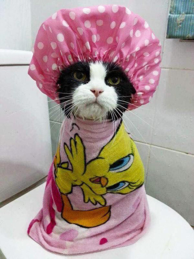 Милые котики в шапочках для душа