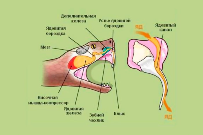 Может ли ядовитая змея умереть, укусив саму себя?