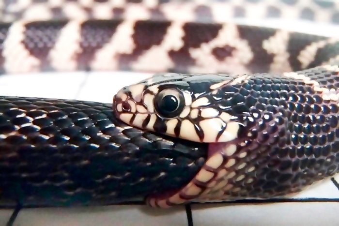 Может ли ядовитая змея умереть, укусив саму себя?