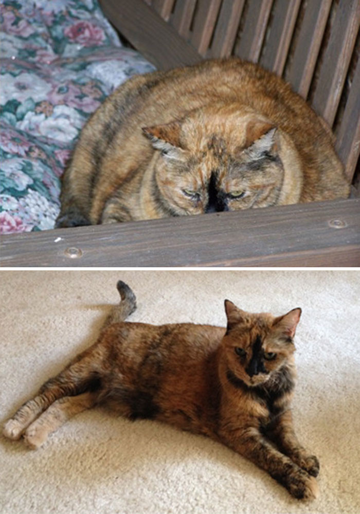 Пухлые и неповоротливые котики, которым удалось похудеть