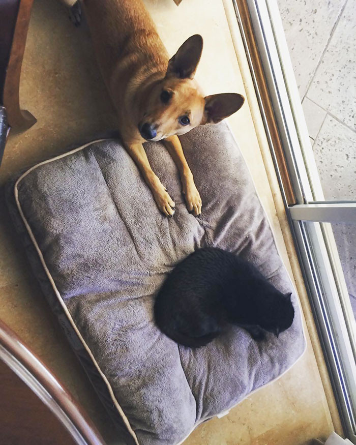 Котики продолжают захватывать лежаки собак Животные