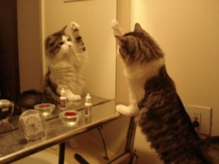 Домашние питомцы тоже смотрят на себя в зеркало