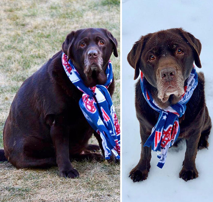 Располневшие собаки на снимках до и после того, как они похудели