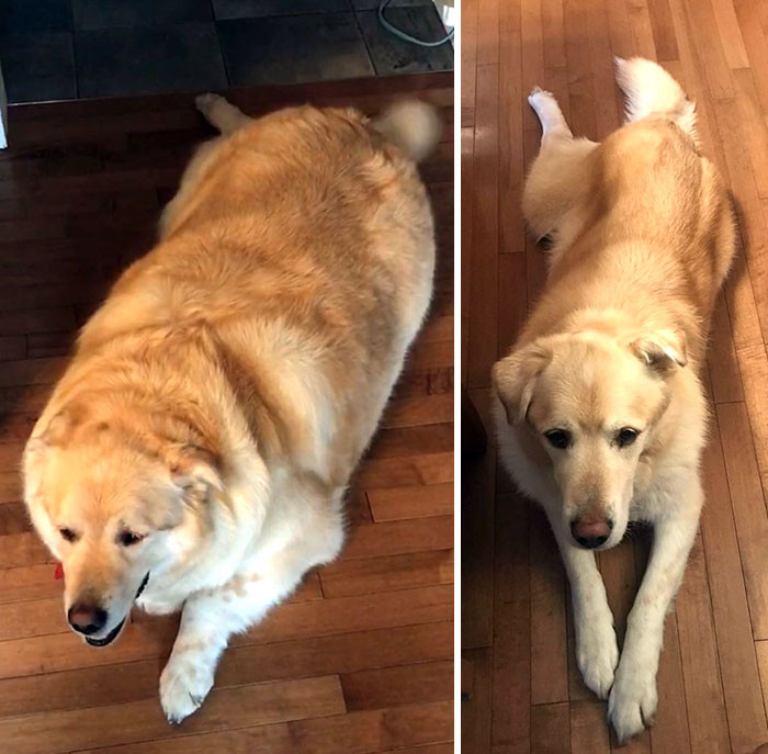 Располневшие собаки на снимках до и после того, как они похудели Животные
