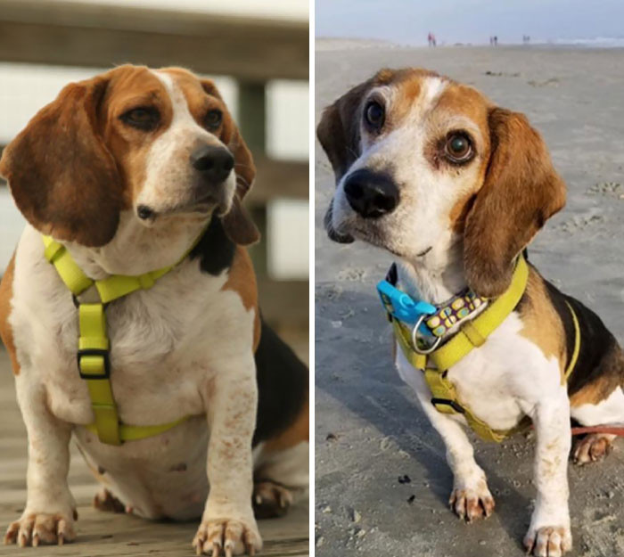 Располневшие собаки на снимках до и после того, как они похудели Животные
