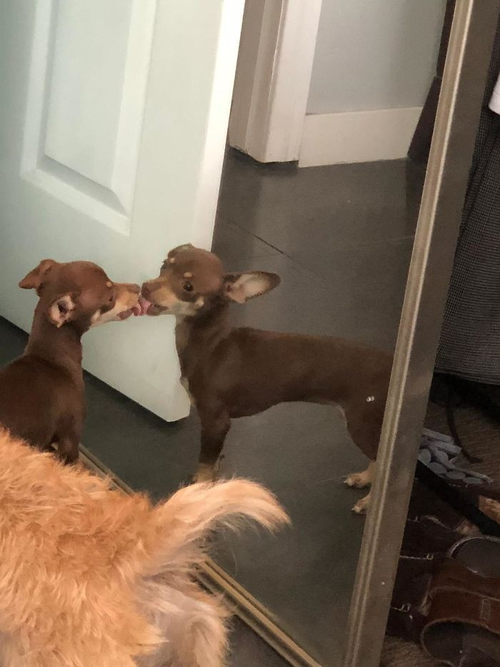Домашние животные продолжают смотреться в зеркало