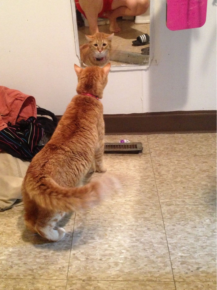 Домашние животные продолжают смотреться в зеркало
