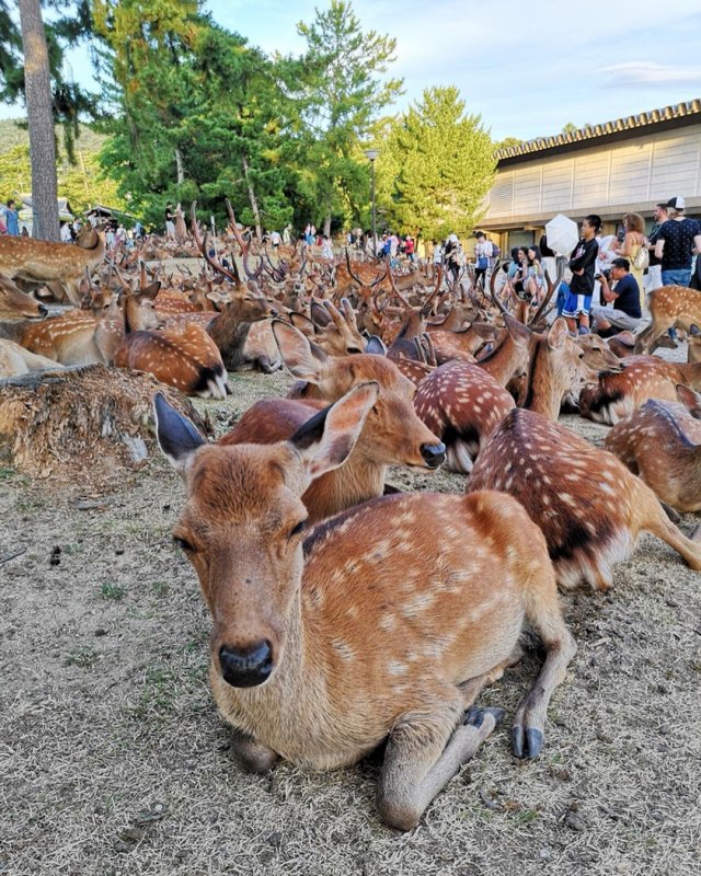 В японском городе Нара олени продолжают гулять по улицам