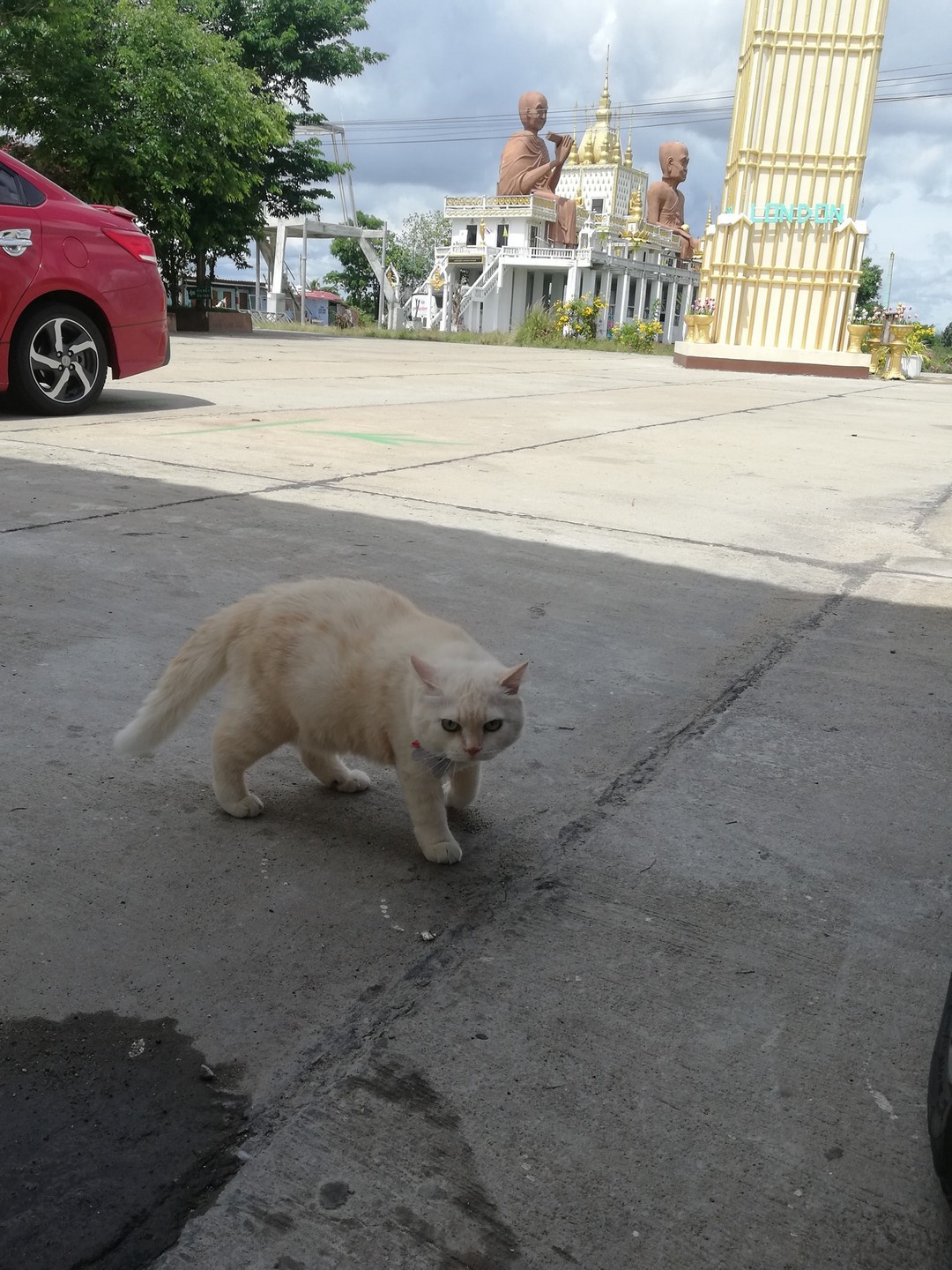 Сердитый кот, который охраняет арбузную ферму в Таиланде