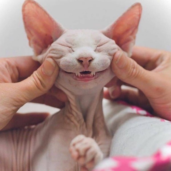Сфинксы - не самые фотогеничные коты в мире