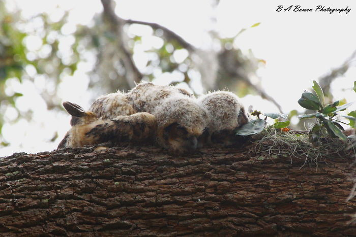 Молодые совы спят в очень смешной позе