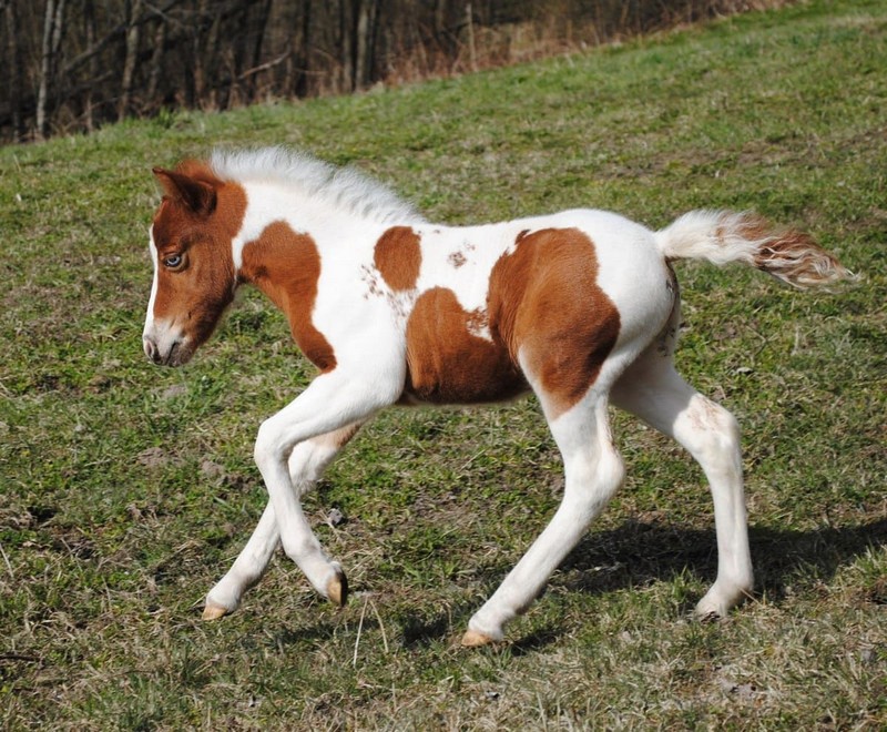 Самые маленькие лошадки в мире