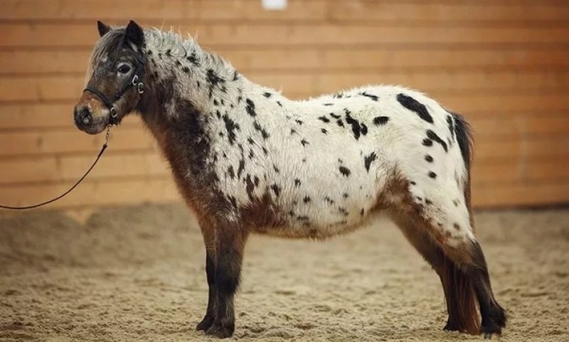 Самые маленькие лошадки в мире