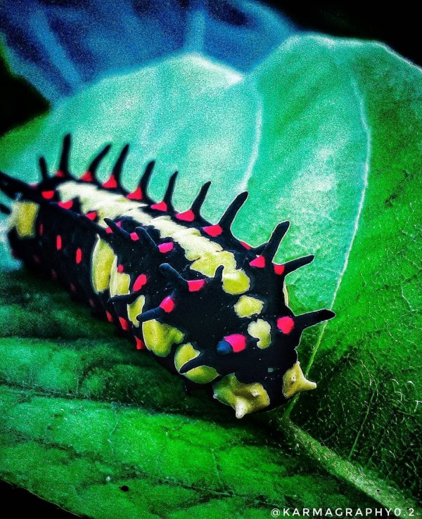 Удивительные гусеницы не менее красивые, чем бабочки
